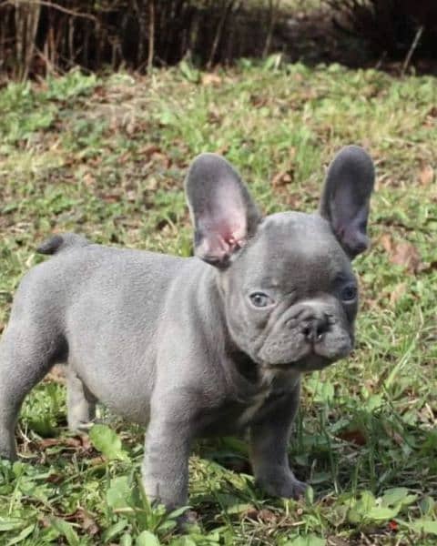 French bulldog Lilac puppy Male from Russia 1