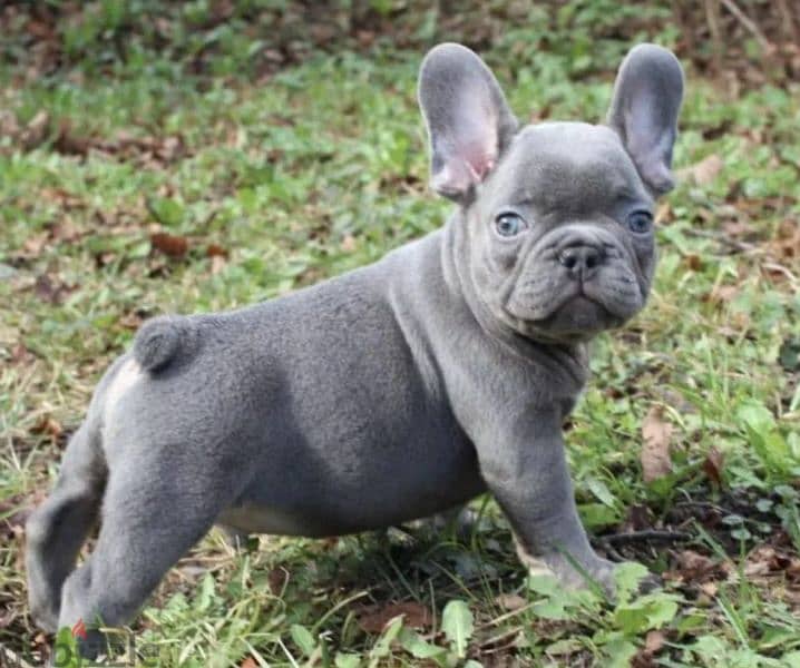 French bulldog Lilac puppy Male from Russia 2