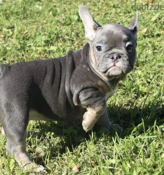 French bulldog Lilac puppy Male from Russia 3