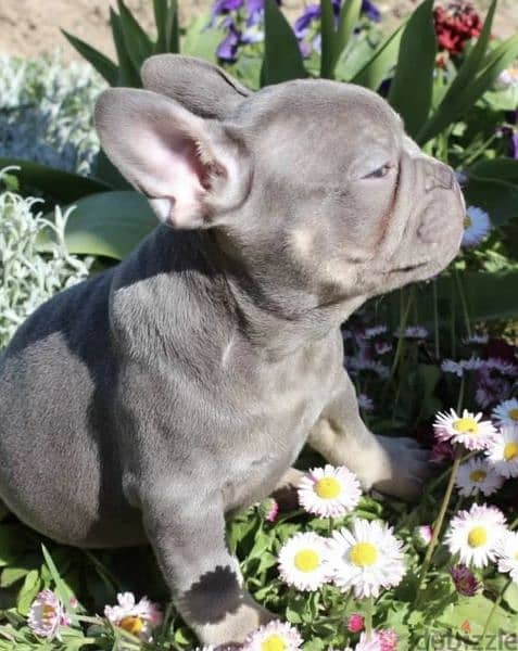French bulldog Lilac puppy Male from Russia 4