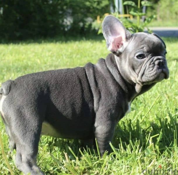 French bulldog Lilac puppy Male from Russia 5
