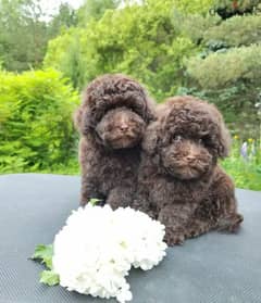 Toy Poodle brown puppy Male from Russia