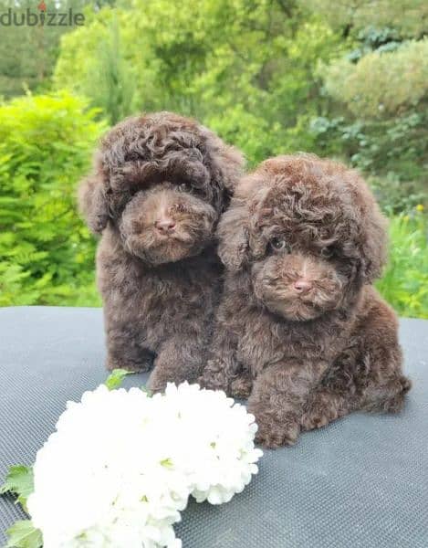 Toy Poodle brown puppy Male from Russia 1