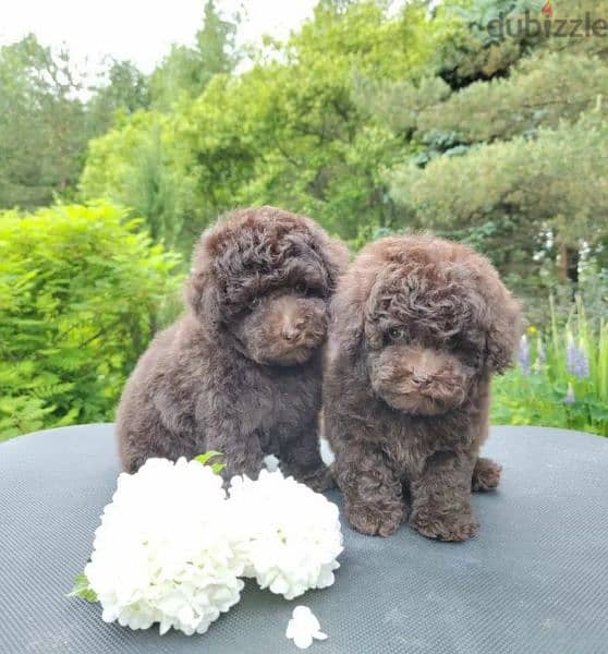 Toy Poodle brown puppy Male from Russia 2