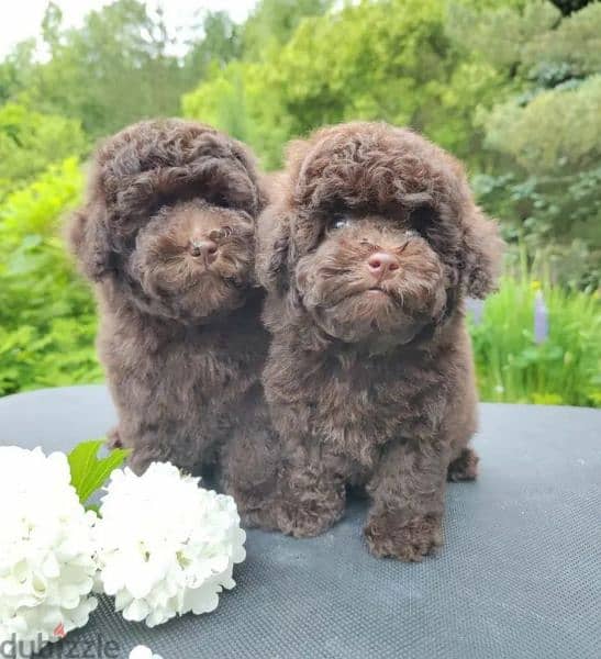 Toy Poodle brown puppy Male from Russia 3
