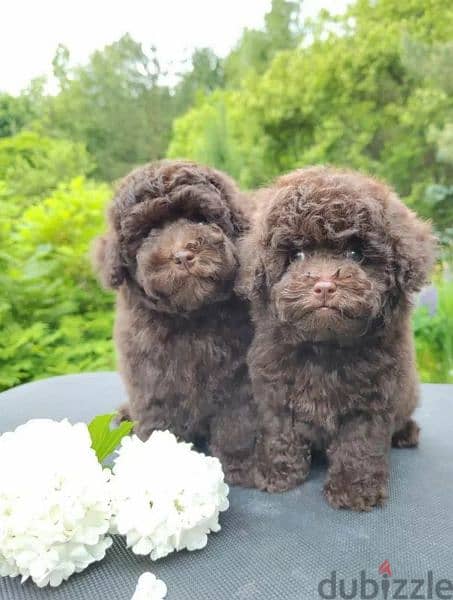 Toy Poodle brown puppy Male from Russia 4