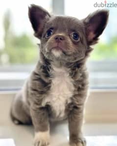 Blue Eyes Female beauty Chihuahua from Russia