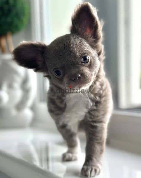 Blue Eyes Female beauty Chihuahua from Russia 1
