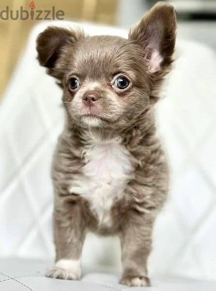 Blue Eyes Female beauty Chihuahua from Russia 3