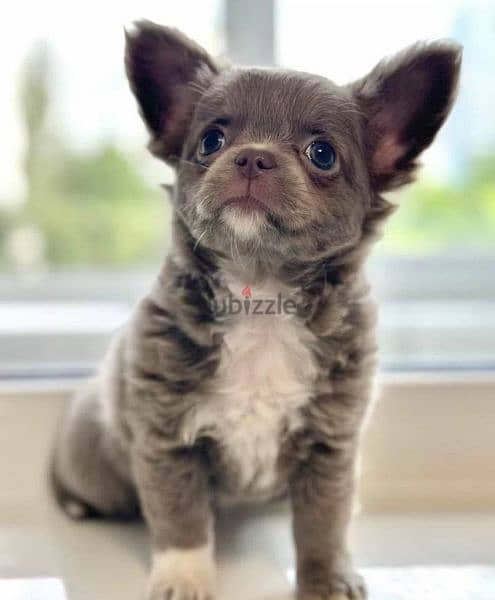 Blue Eyes Female beauty Chihuahua from Russia 4