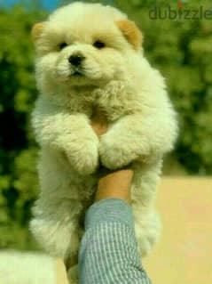 chow chow puppies 40 days imported parents Pure