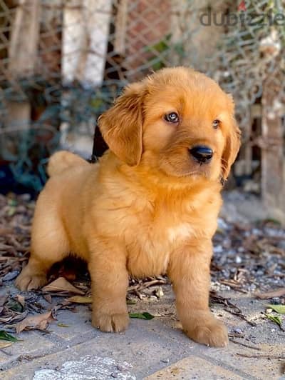 golden retriver puppies اجمل جراوي جولدن