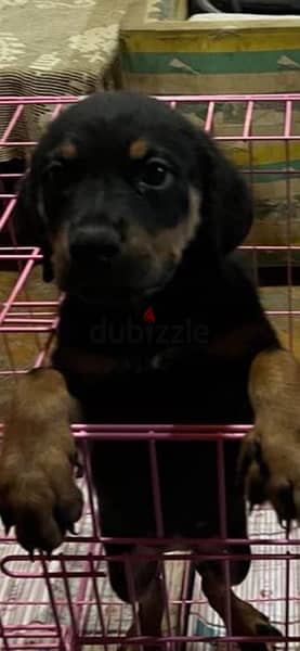 للجادين فقط rottweiller for sale  روتڤايلر للبيع 1