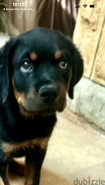 للجادين فقط rottweiller for sale  روتڤايلر للبيع 0