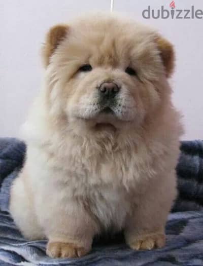 تشاو شاو مستوى عالمى أهالى FCI اوروبا اتشاو بيور  chow chow