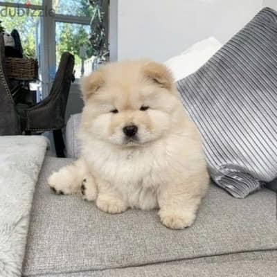 تشاو اتشاو اعلى مستوى مفيش بوز خالص شاو Chow chow