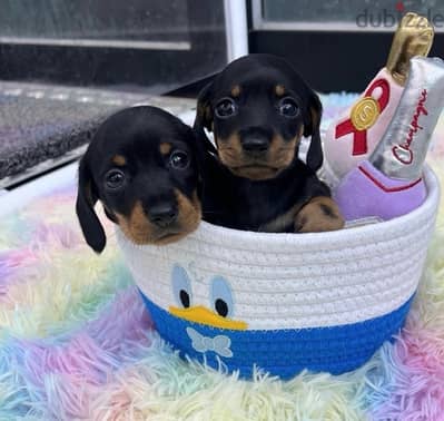 dachshund puppies , premium quality