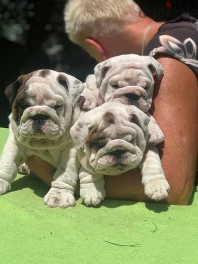 champion bloodline english bulldog puppies