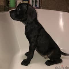 Cane corso 5 puppies for sale 0
