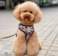 بودل poodle