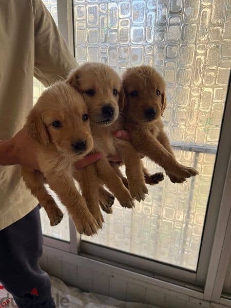 pure golden retriever puppies 1