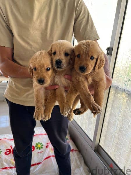 pure golden retriever puppies 4