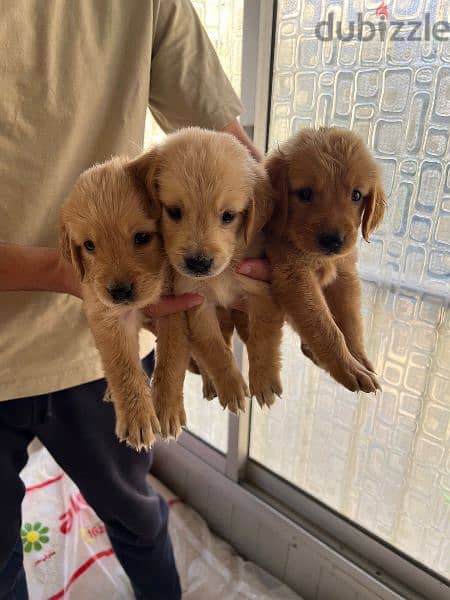 pure golden retriever puppies 6