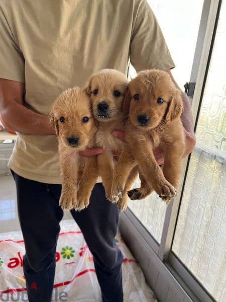 pure golden retriever puppies 7