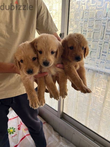 pure golden retriever puppies 9