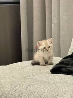 kitten for adoption