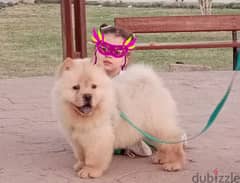 الدبة الروسية كلب الملوك و المشاهير تشاو تشاو Chow Chow