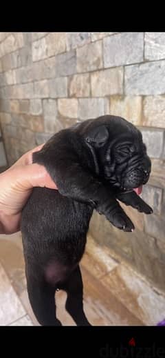 cane corso puppies