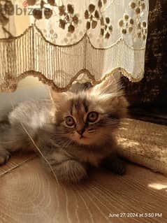 Male sherazi cat for sale قط شيرازي ولد 0