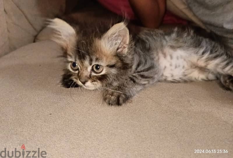 Male sherazi cat for sale قط شيرازي ولد 2