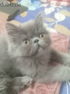 Persian cat, - grey. 4 months old