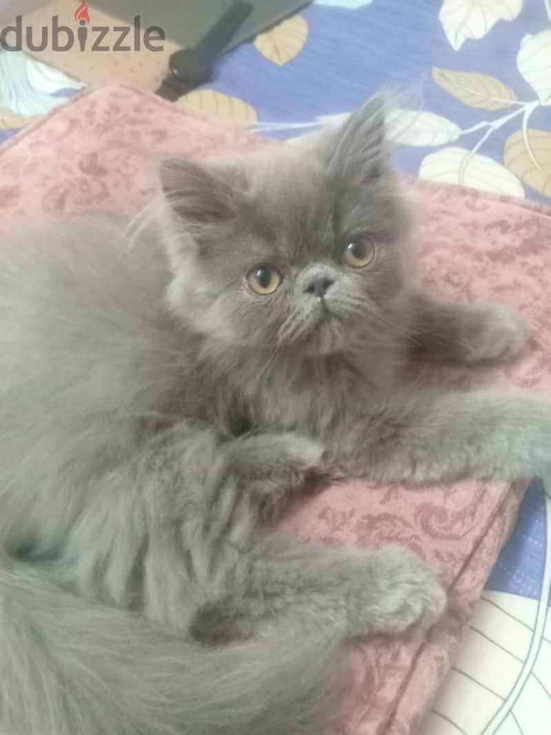 Persian cat, - grey. 4 months old 1