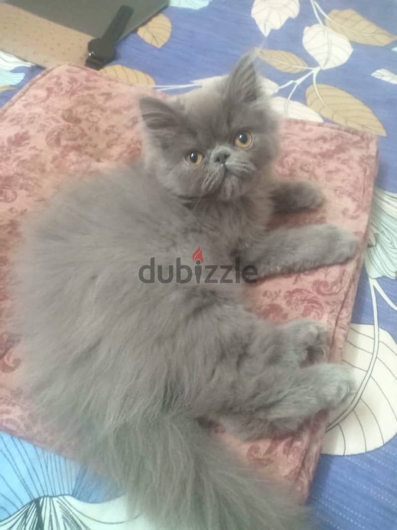 Persian cat, - grey. 4 months old 2