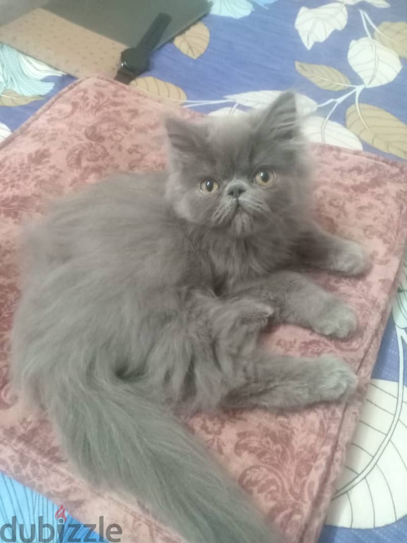 Persian cat, - grey. 4 months old 3