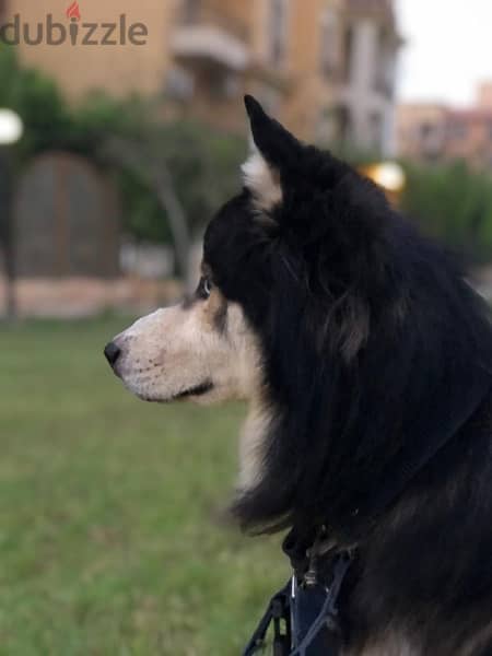 كلب هاسكي long hair، عين و عين 3