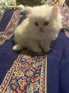 قطط للبيع ٦٥٠ شيرازي دبدوب ذكر