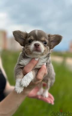imported teacup Chihuahua puppies , 400 grams