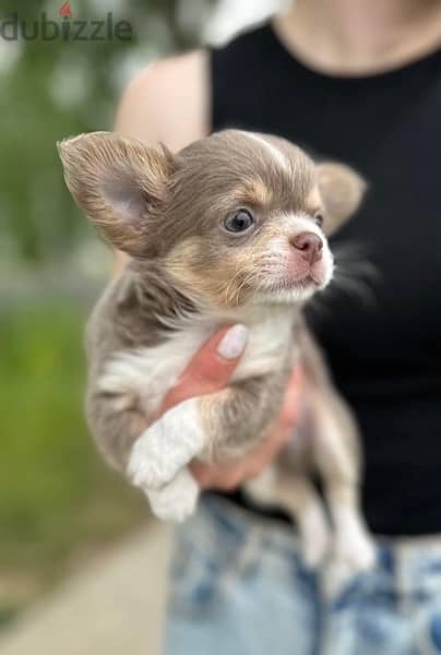 imported teacup Chihuahua puppies , 400 grams 1