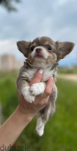 imported teacup Chihuahua puppies , 400 grams 2