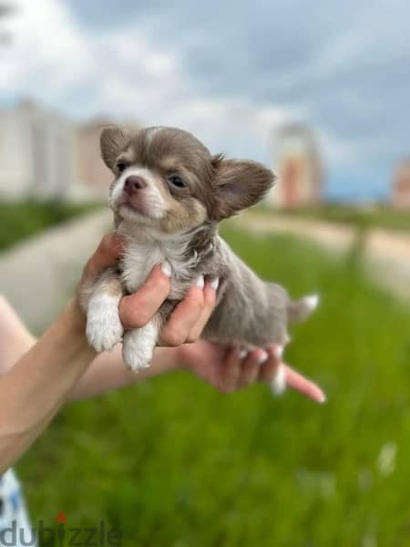 imported teacup Chihuahua puppies , 400 grams 3