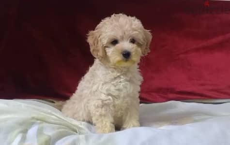 maltipoo