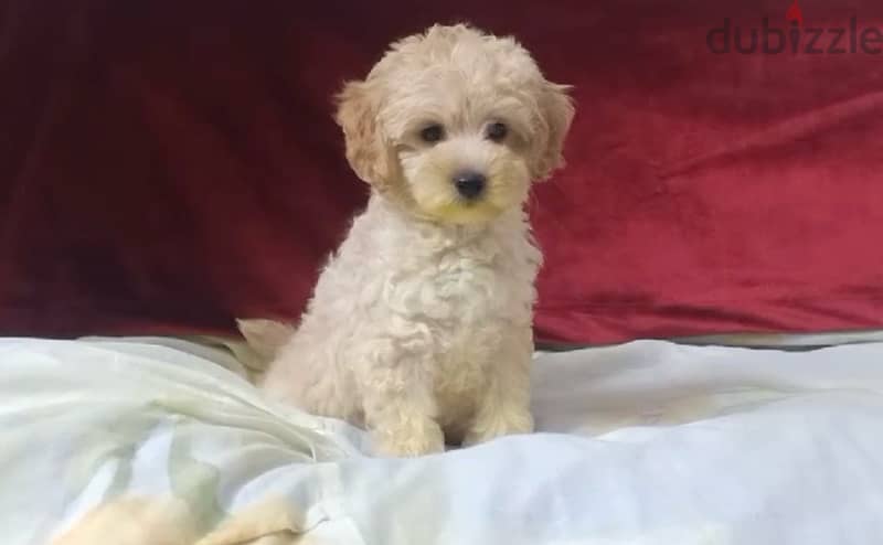 maltipoo puppies , premium quality 1