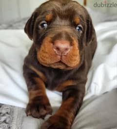 Doberman_puppy_