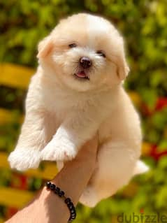 اجمل جراوي ميني هفانيز mini havanese puppies