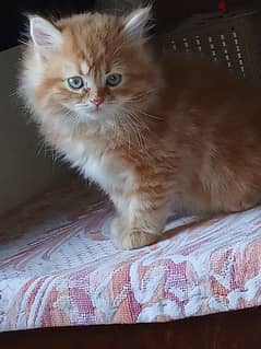 قطة شيرازي بيور 1