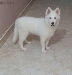 كلبة white alaska pure
